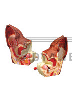 The dissection model of dog ear